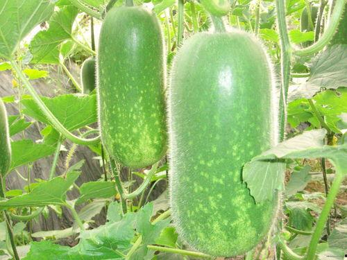 往期热门大瓜排行榜在哪看,一键掌握全网热议焦点