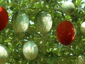 聊城白吊瓜今日价格,市场行情实时解析