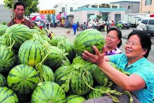今日高瓜价格行情,涨跌波动，市场动态一览