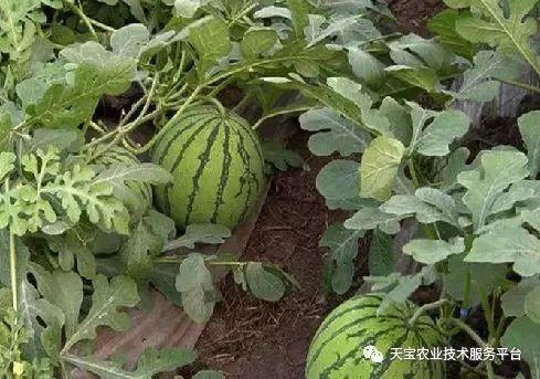 今日高瓜价格行情,涨跌波动，市场动态一览