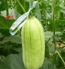 今日高瓜价格行情,涨跌波动，市场动态一览