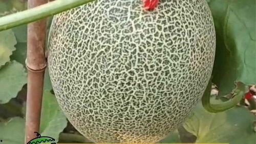今日头条哈密瓜,甜蜜果实的魅力与养生之道