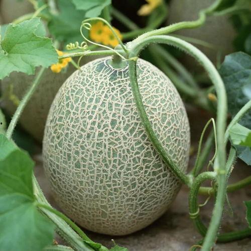 今日头条哈密瓜,甜蜜果实的魅力与养生之道