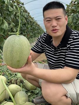 今日头条哈密瓜,甜蜜果实的魅力与养生之道