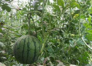 小凤瓜批发价今日,价格波动背后的市场动态”