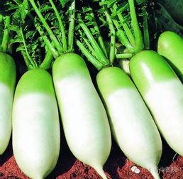 广东今日白瓜最新价格,新鲜上市，价格走低！”