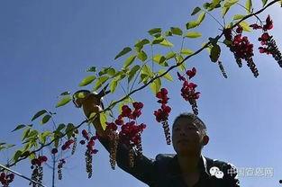 八月瓜热门音乐叫什么,旋律飘香，夏日记忆里的动人旋律