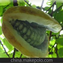 八月瓜热门音乐叫什么,旋律飘香，夏日记忆里的动人旋律