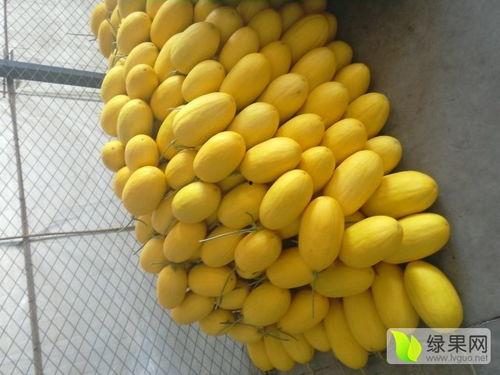 寿光哈密瓜今日价,价格行情一览”