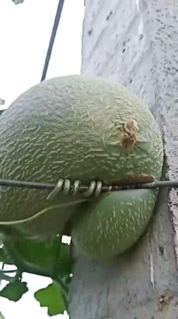 台州哈密瓜今日价格,价格行情一览