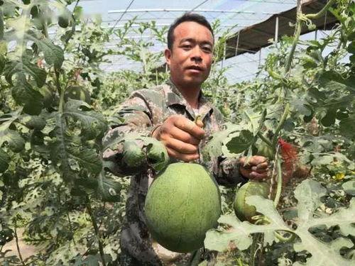 今日吊瓜多少钱,了解吊瓜最新售价