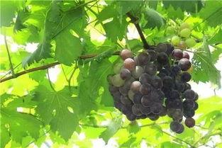 向塘梨瓜今日价格,品质佳，价格稳