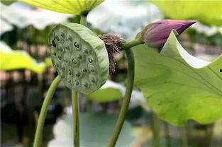 向塘梨瓜今日价格,品质佳，价格稳