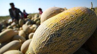 哈密瓜产地今日价,新鲜上市，价格行情一览”