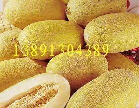 哈密瓜产地今日价,新鲜上市，价格行情一览”