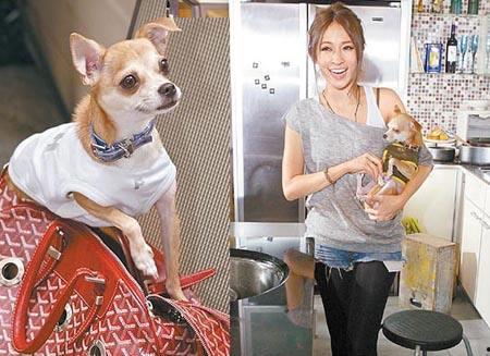 明星网红宠物是谁,揭秘人气宠物的明星效应