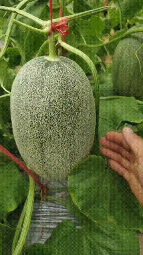 哈密瓜今日行情山东,今日市场动态一览