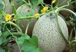 哈密瓜今日行情山东,今日市场动态一览