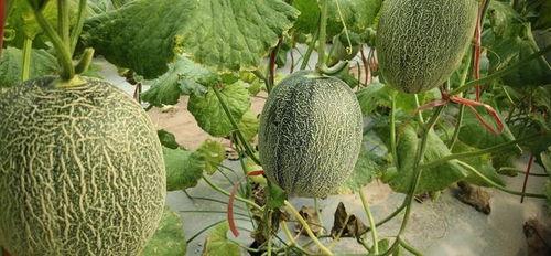 哈密瓜今日行情山东,今日市场动态一览