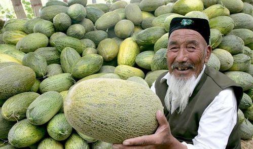 今日哈密瓜最新价格,今日行情一览