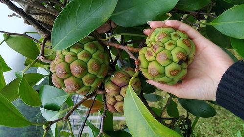 八月瓜热门歌曲有哪些歌,旋律动人，回忆满满