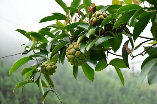 八月瓜热门歌曲有哪些歌,旋律动人，回忆满满