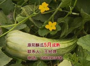 安徽酥瓜今日行情最新,今日价格波动及市场动态一览