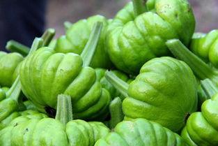 昆明姜柄瓜今日价格,市场行情稳中向好