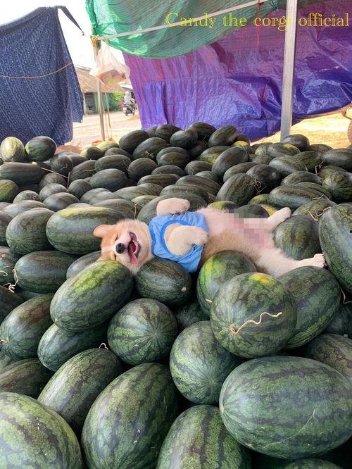 马来西亚今日的瓜,瓜新闻盘点