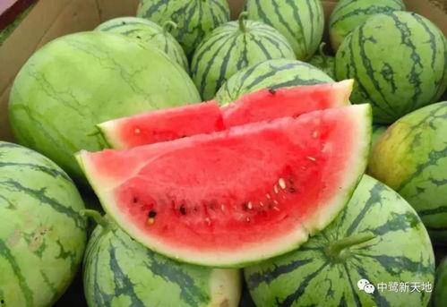 马来西亚今日的瓜,瓜新闻盘点