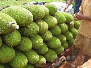 今日网纹瓜批发价,市场行情稳中向好