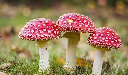 吃瓜爆料黑料蘑菇视频下载安装,蘑菇视频下载安装全攻略