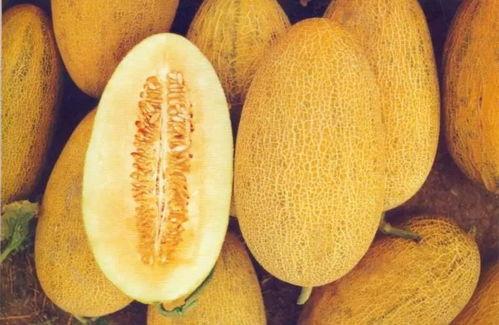 哈密瓜今日到货文案,尽享甜蜜滋味”