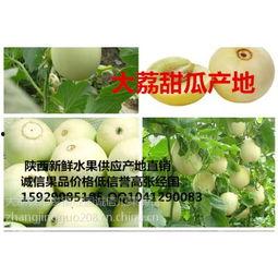 阎良瓜价今日行情,今日瓜价走势解析”