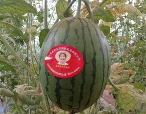 今日老瓜价格最新行情,今日价格波动解析