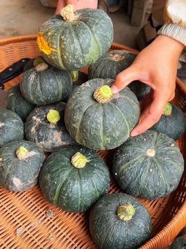 今日南爪瓜孑价格,今日市场行情一览”