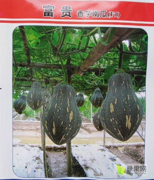 今日南爪瓜孑价格,今日市场行情一览”