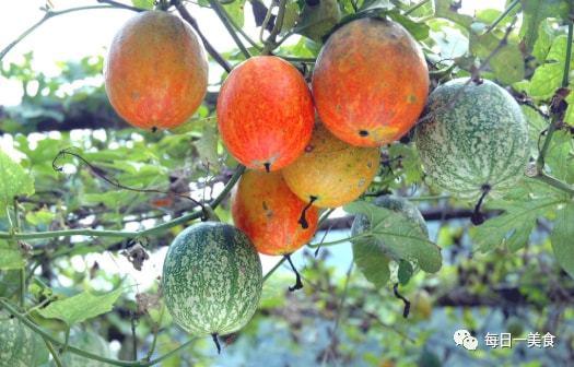 保定吊瓜今日价格查询,市场行情一览”