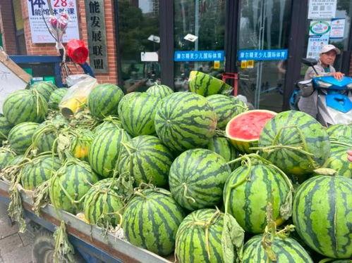 保定吊瓜今日价格查询,市场行情一览”