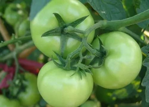 南充吃瓜爆料事件始末是什么,真相与争议的交织