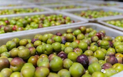 麒麟瓜该不该有黑籽吃呢,可食用还是弃之如敝屣？