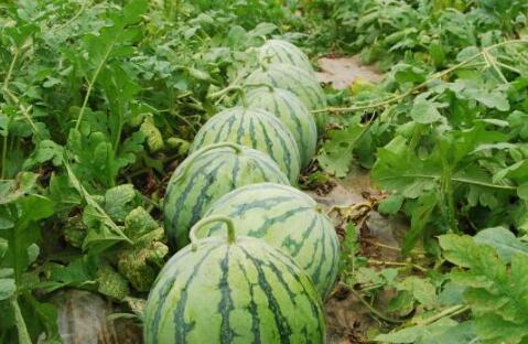 近些年的热门大瓜是什么,揭秘明星隐私与八卦风云