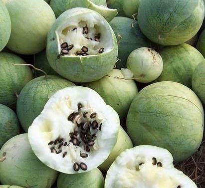 听说吃瓜就是吃有黑籽的,揭秘吃瓜乐趣与营养奥秘