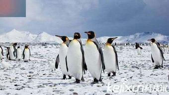 企鹅吃瓜爆料是真的吗视频,视频真实性揭秘