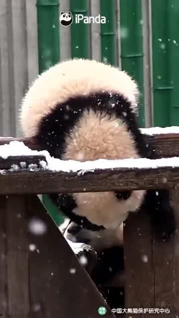 吃瓜爆料的小熊叫什么来着,揭秘“吃瓜爆料小熊”的真实身份