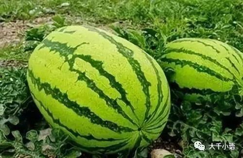 51黑瓜吃料网每日大瓜,揭秘今日娱乐圈大事件，带你领略明星幕后风云