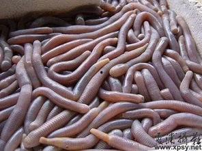 黑壳虾会吃小瓜虫吗,探究共生关系与捕食行为