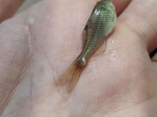 黑壳虾会吃小瓜虫吗,探究共生关系与捕食行为