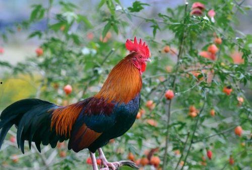 冷冻黑公鸡黑瓜可以吃吗,探究食用安全与营养价值