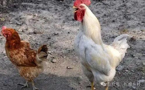 冷冻黑公鸡黑瓜可以吃吗,探究食用安全与营养价值